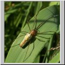 Tetragnatha montana - Streckerspinne w01.jpg